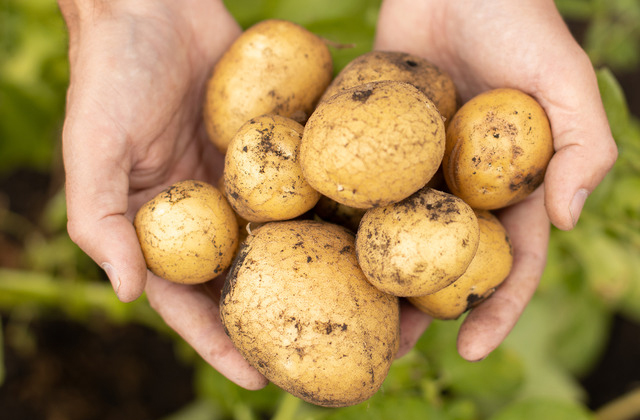 Unveiling the Truth: Are Raw Potatoes Safe to Eat? A Dietitian’s Perspective